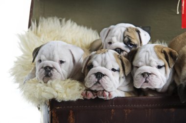 Engels bulldog hond pups in een oude koffer