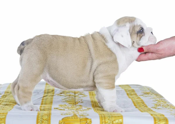 Engelska bulldog hund pupy stående — Stockfoto