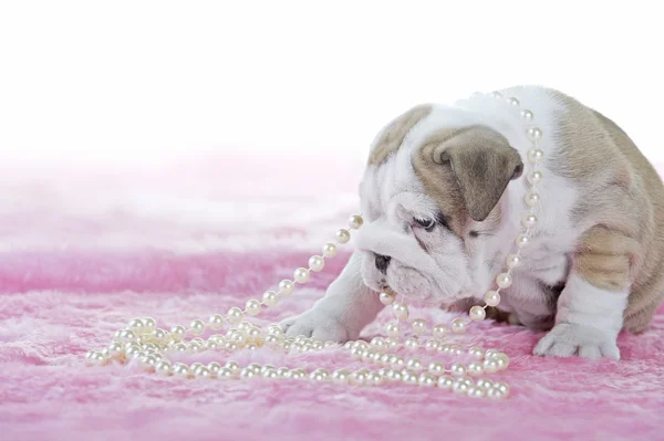 Cachorrinho de cão inglês bonito buldogue — Fotografia de Stock