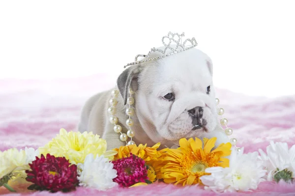 Beautiful english bulldog dog puppy — Stock Photo, Image