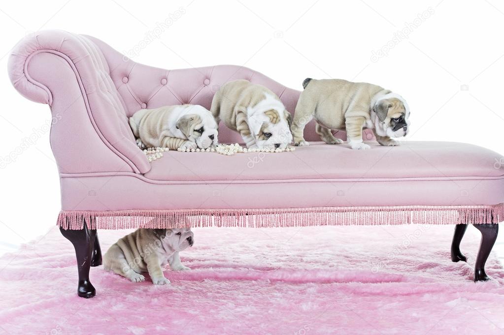 Pink Dog Sofa