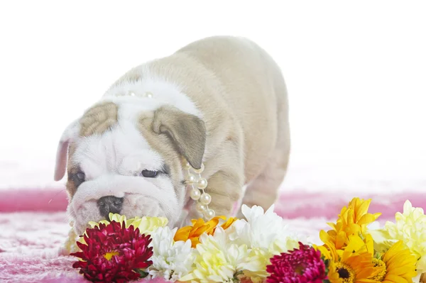 Güzel İngilizce bulldog köpek yavrusu — Stok fotoğraf