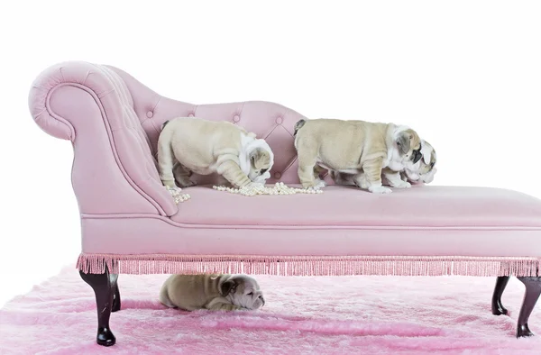 Un mucchio di cuccioli di cane bulldog inglese carino su un divano rosa — Foto Stock