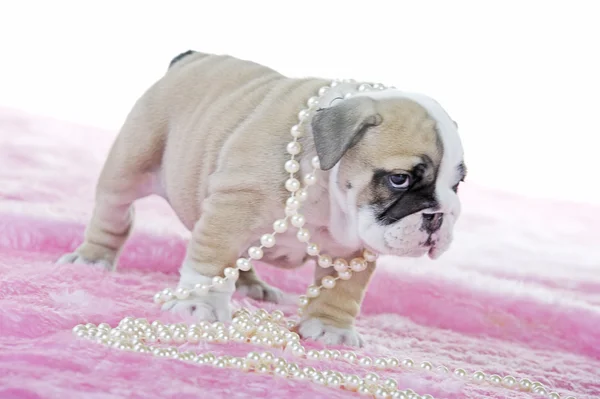 Piękne angielski bulldog psa szczeniaka — Zdjęcie stockowe