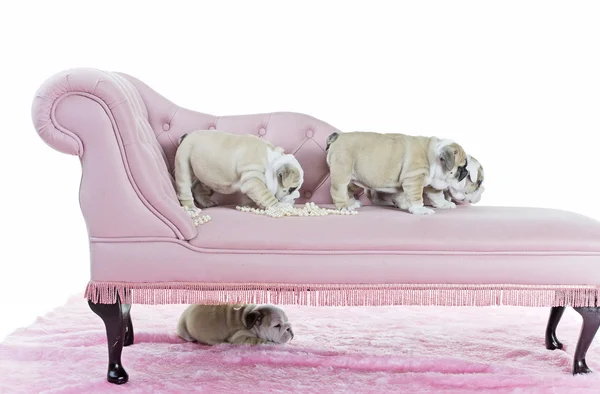 Haufen süßer englischer Bulldoggen-Welpen auf einem rosa Sofa — Stockfoto