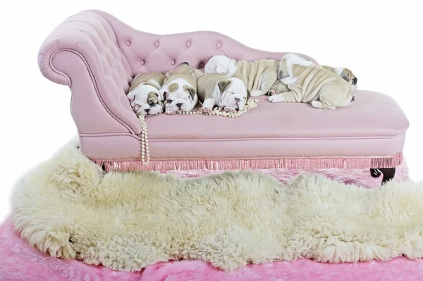 Bunch of cute english bulldog dog puppies on a pink sofa — Stock Photo, Image