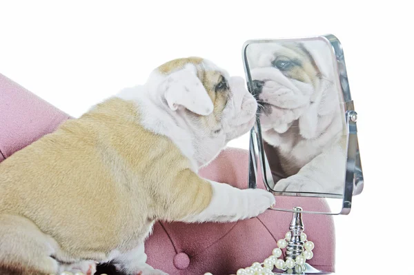 Cute english bulldog dog puppy with a mirror — Stock Photo, Image