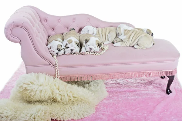 Aranyos angol bulldog kutya kölykök a pink kanapén csomó — Stock Fotó