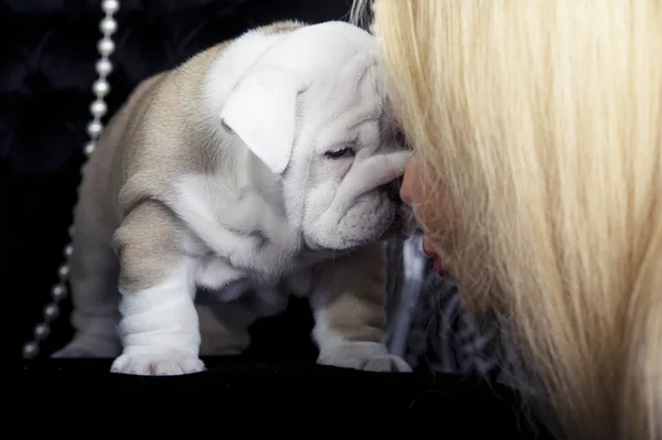 Buldog angielski pies szczeniak kocha jej właściciela — Zdjęcie stockowe