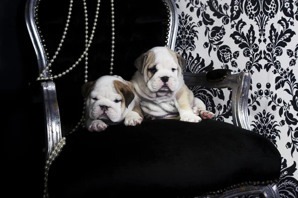 Royal english bulldog dog puppies — Stock Photo, Image