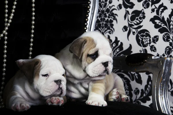 Royal engelska bulldog hund valpar — Stockfoto