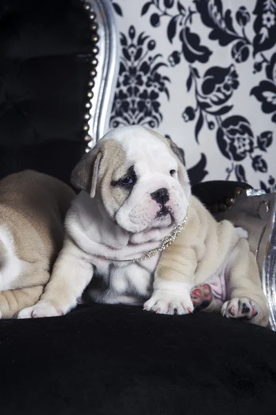 Royal engelska bulldog hund valpar — Stockfoto