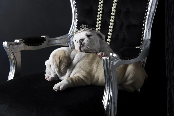 Royal english bulldog dog puppies — Stock Photo, Image