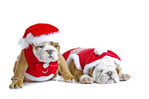 Engish bulldog yavruları izole Noel kostümleri — Stok fotoğraf