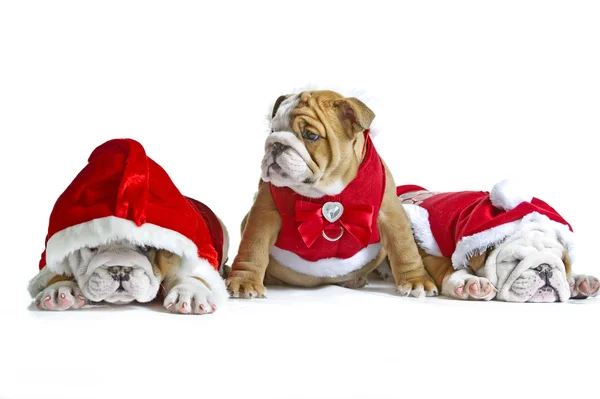 Engish bulldog cachorros em trajes de Natal isolados — Fotografia de Stock