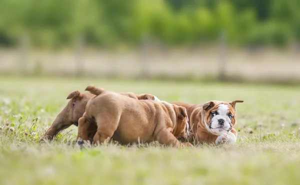 可爱的英国斗牛犬幼犬玩外面的一些 — 图库照片