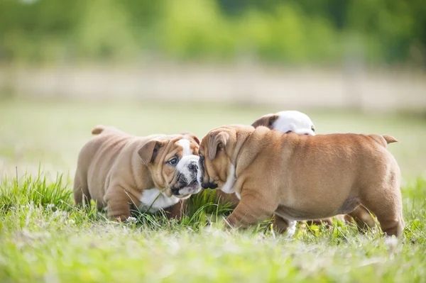 Cute english bulldog puppies playing outdors — Stock Photo, Image