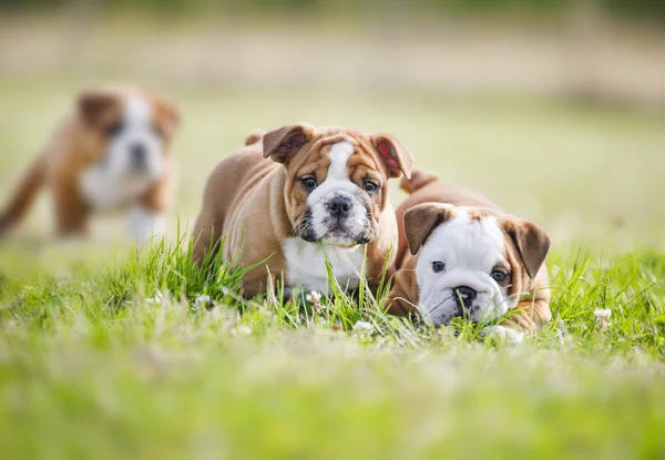 Lindo inglés bulldog cachorros jugando outdors —  Fotos de Stock