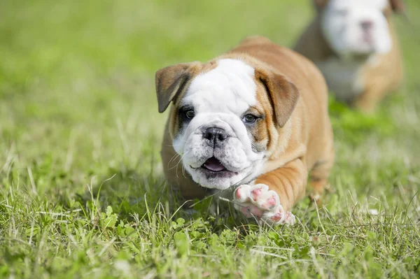 Cute angielski bulldog szczenięta grający mniszek — Zdjęcie stockowe