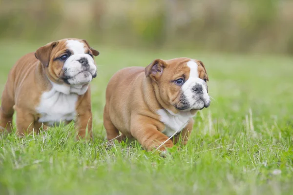 Cute english bulldog puppies playing outdors — Stock Photo, Image