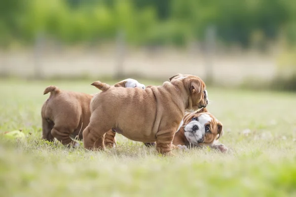 Cute angielski bulldog szczenięta grający mniszek Zdjęcie Stockowe