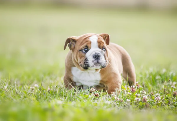 Cute angielski bulldog szczenięta grający mniszek Obraz Stockowy