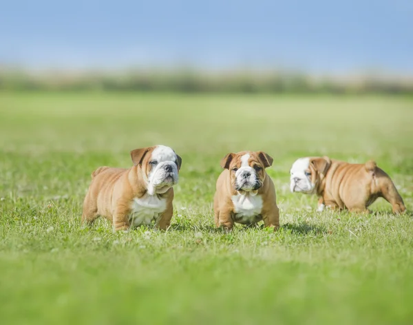 Lindo inglés bulldog cachorros jugando outdors Imágenes de stock libres de derechos