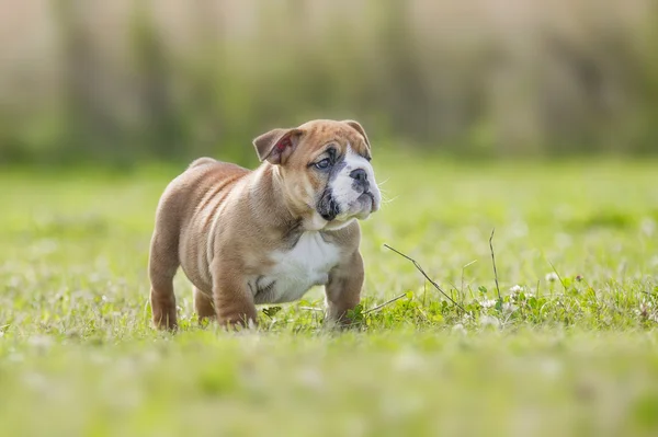 Cute english bulldog puppies playing outdors Stock Picture