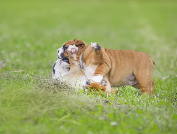 Carino inglese bulldog cuccioli giocare outdors Foto Stock Royalty Free