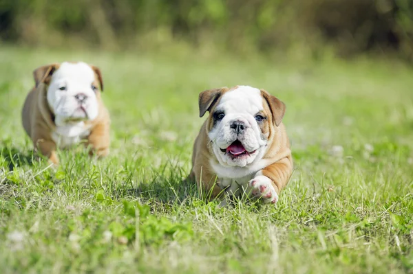 Schattig Engels bulldog pups spelen outdors — Stockfoto