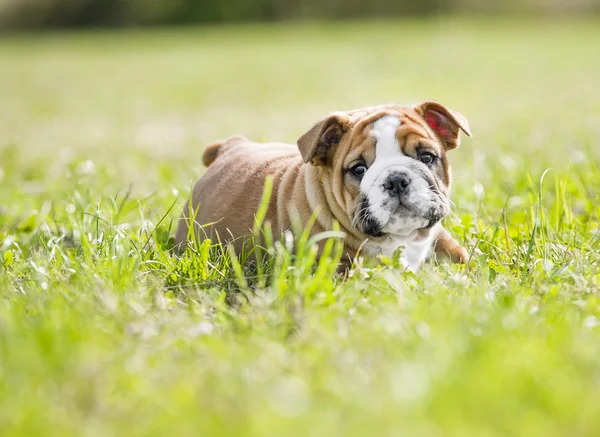 Lindo inglés bulldog cachorros jugando outdors Fotos de stock libres de derechos