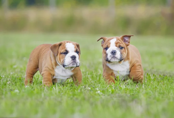 Carino inglese bulldog cuccioli giocare outdors Immagini Stock Royalty Free