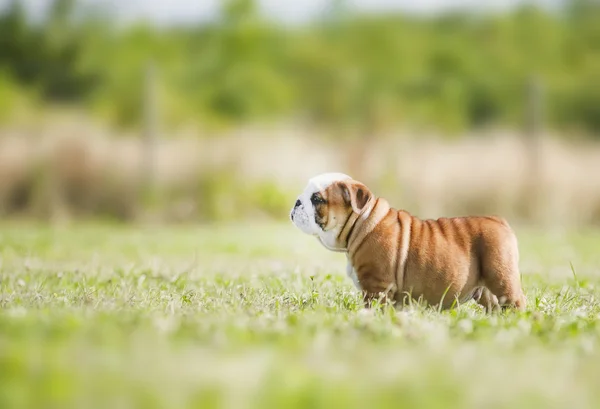 Cute angielski bulldog szczenięta grający mniszek — Zdjęcie stockowe