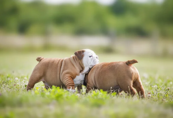 Cute english bulldog puppies playing outdors — Stock Photo, Image