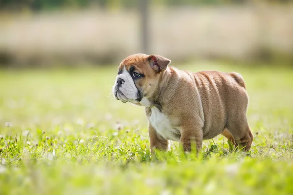 Carino inglese bulldog cuccioli giocare outdors — Foto Stock