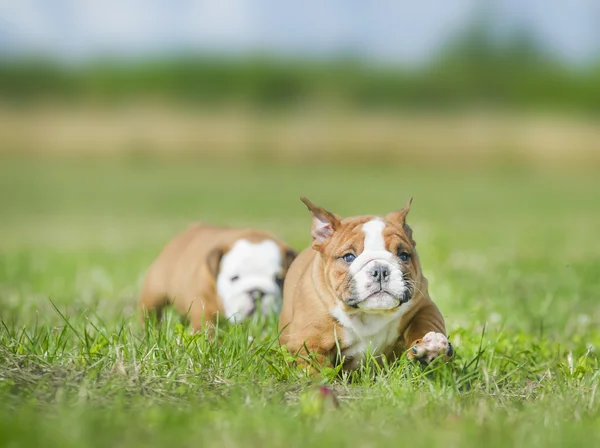 Süße englische Bulldoggen Welpen spielen Outdors — Stockfoto