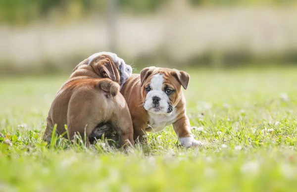 Carino inglese bulldog cuccioli giocare outdors Immagini Stock Royalty Free