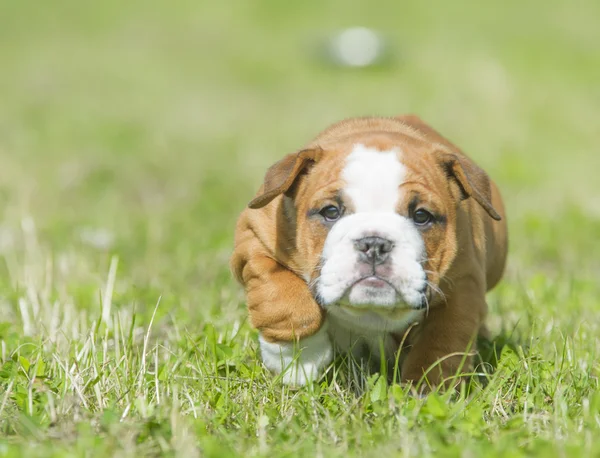 Carino inglese bulldog cuccioli giocare outdors Fotografia Stock