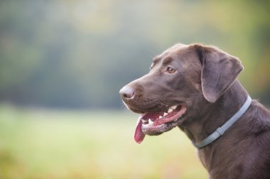 Çikolata kahverengi labrador av
