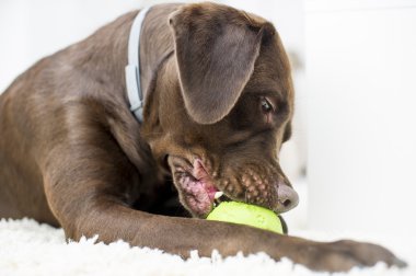 Çikolata kahverengi labrador portresi 
