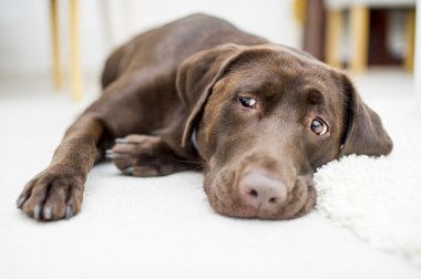 Tatlı çikolata kahverengi labrador portre