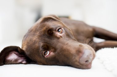 Tatlı çikolata kahverengi labrador portre