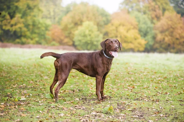 Chocolate brown labrador hunting — Stock Photo, Image