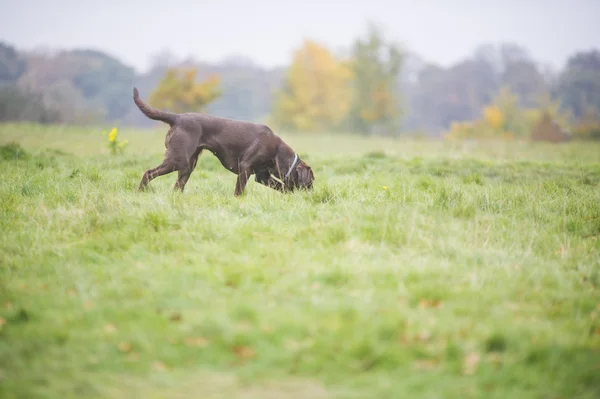 Caccia al labrador marrone cioccolato — Foto Stock