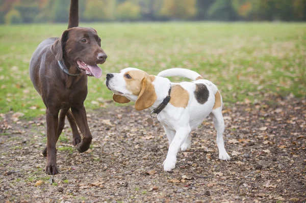 Φίλοι σκυλιών Beagle και Λαμπραντόρ — Φωτογραφία Αρχείου