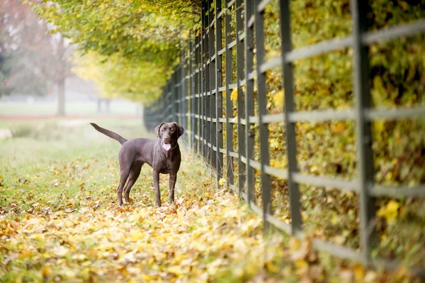 Choklad brun labrador jakt — Stockfoto