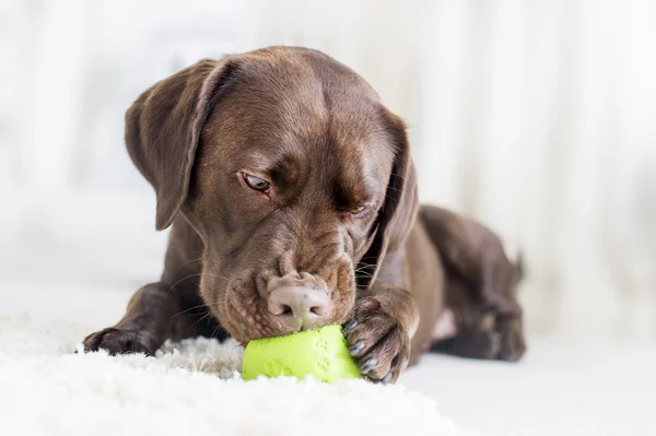 Portrait of a chocolate brown labrador — Stock Photo, Image