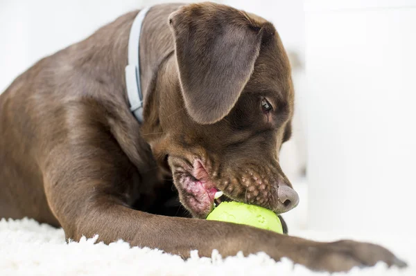 Portrait of a chocolate brown labrador — Stock Photo, Image