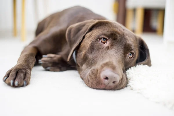 Cute chocolade bruine labrador portret — Stockfoto