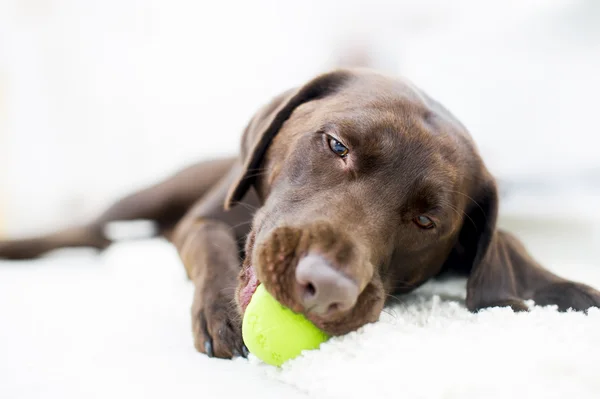 Retrato de um labrador castanho chocolate — Fotografia de Stock